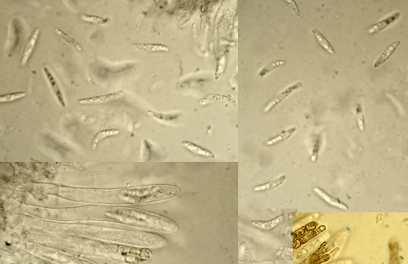 Calycellina subleucella